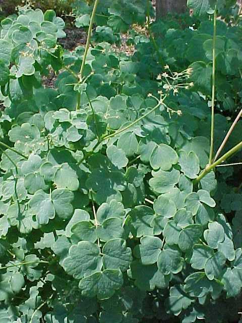 Early Meadow-rue