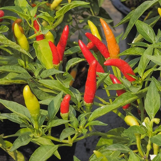 Tabasco Hot Pepper Seeds