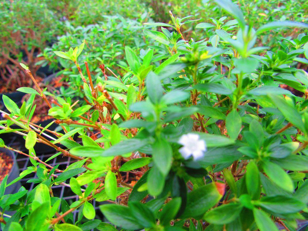 Thousand Star Serissa Exposed Root Bonsai Tree