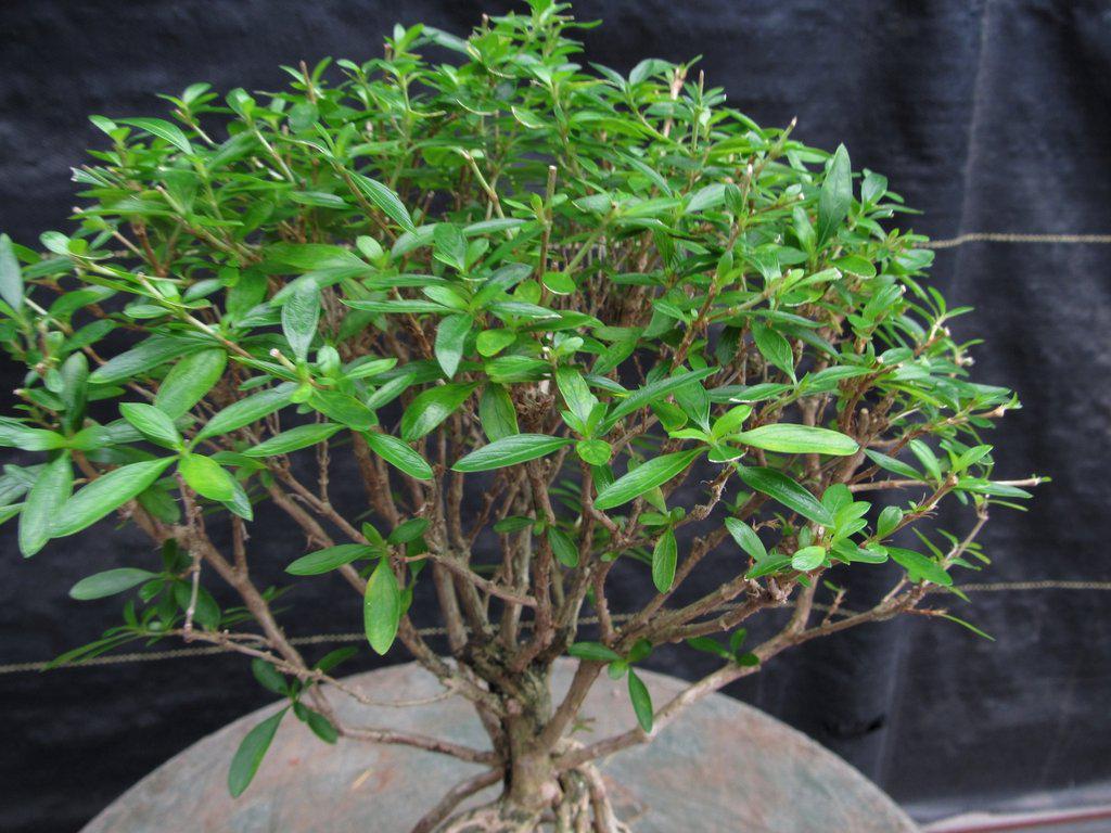 Thousand Star Serissa Exposed Root Bonsai Tree