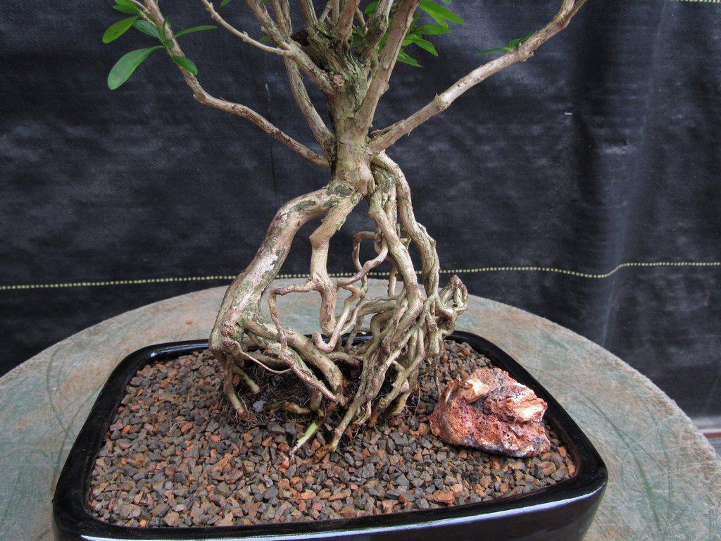 Thousand Star Serissa Exposed Root Bonsai Tree