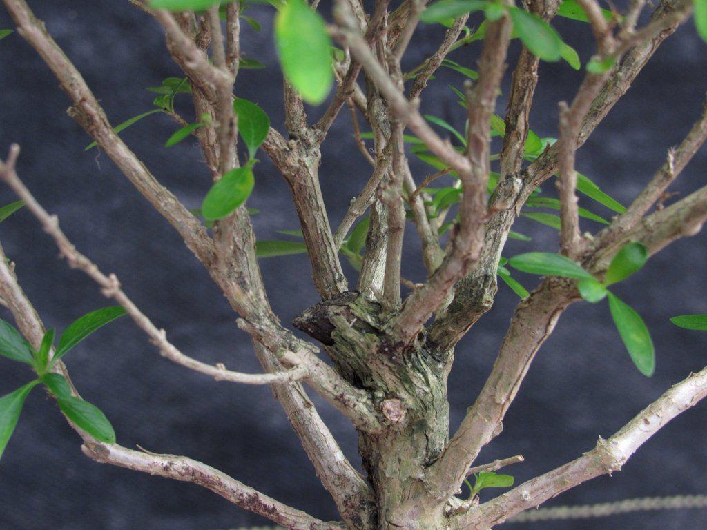 Thousand Star Serissa Exposed Root Bonsai Tree