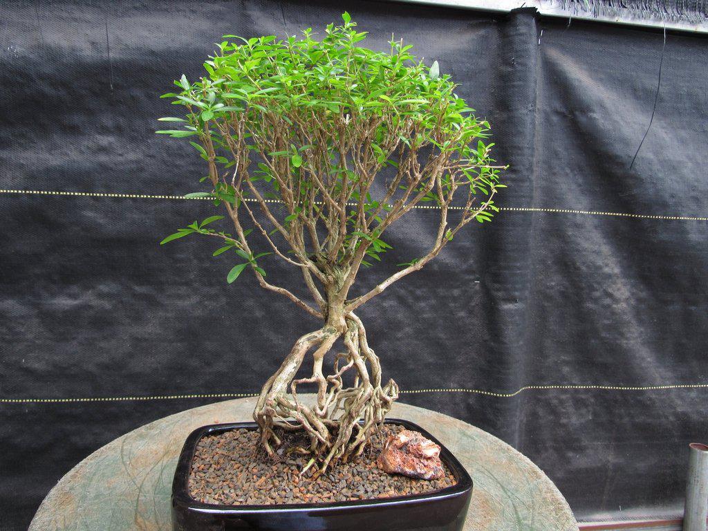 Thousand Star Serissa Exposed Root Bonsai Tree