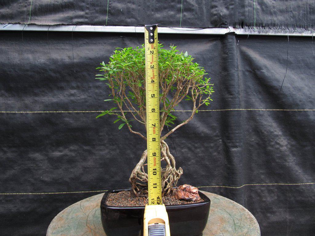 Thousand Star Serissa Exposed Root Bonsai Tree