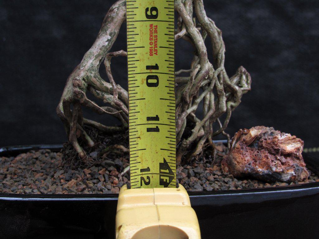 Thousand Star Serissa Exposed Root Bonsai Tree