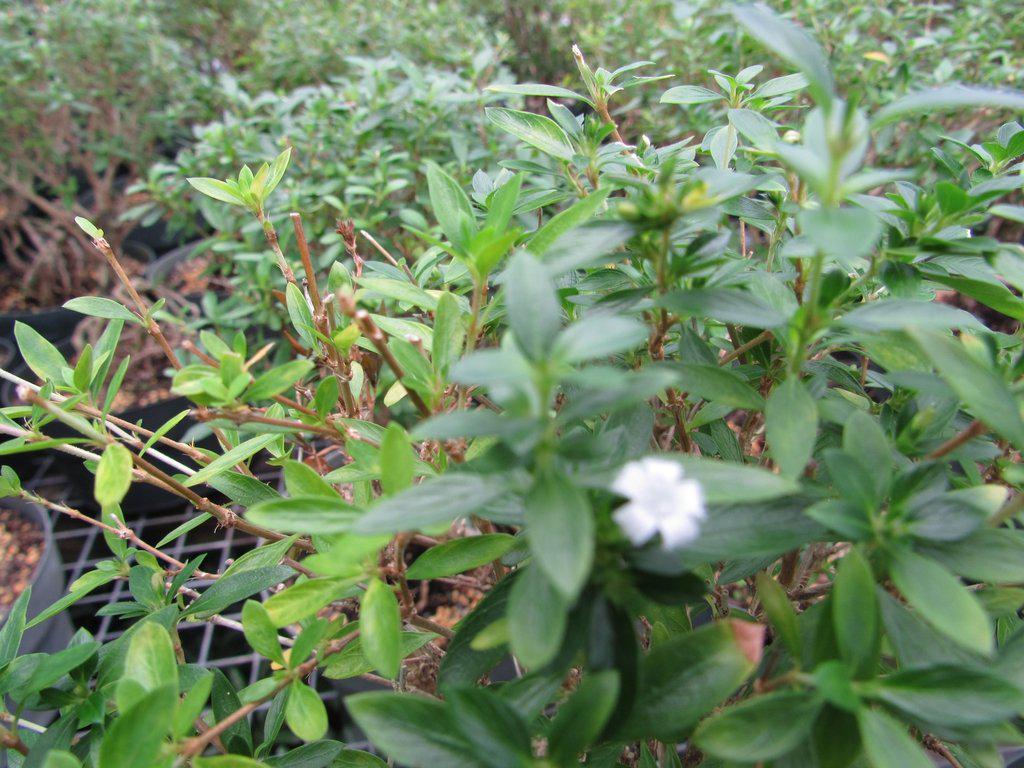 Thousand Star Serissa Exposed Root Bonsai Tree