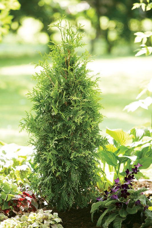 Western Arborvitae