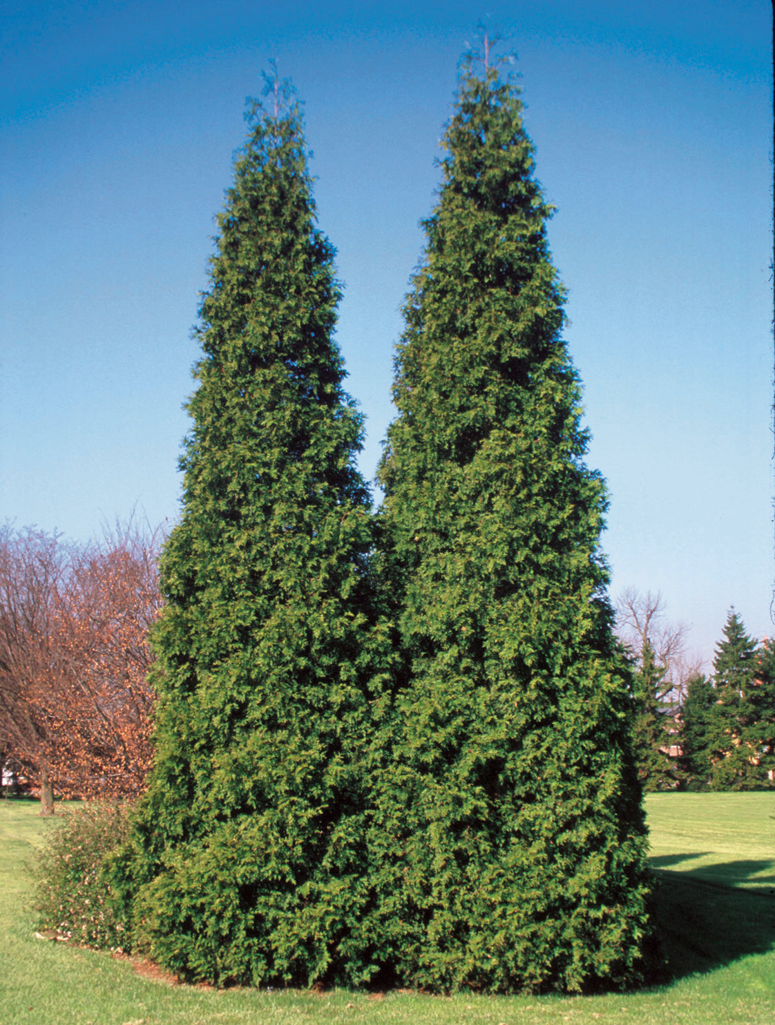 Western Arborvitae