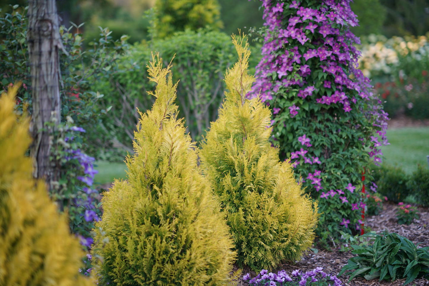 Fluffy® Western Arborvitae