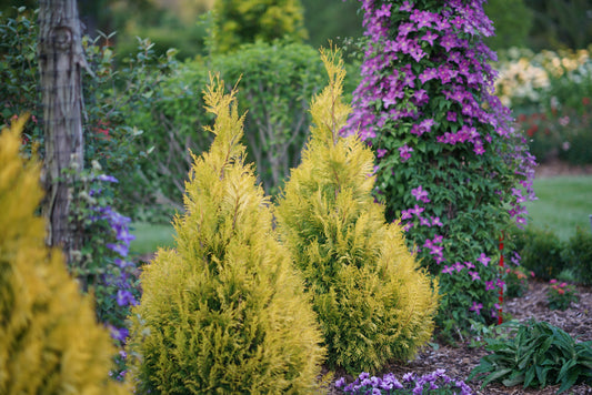 Fluffy® Western Arborvitae