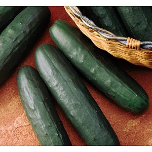 Thunder Hybrid Cucumber Seeds