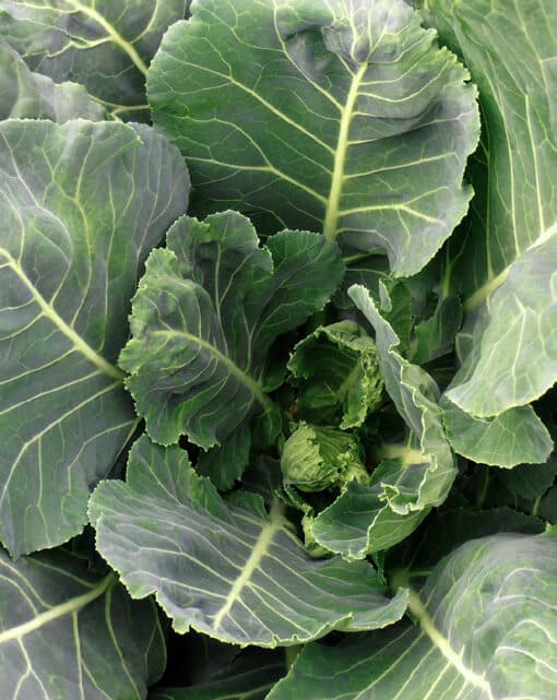 Tiger Hybrid Collard Seeds