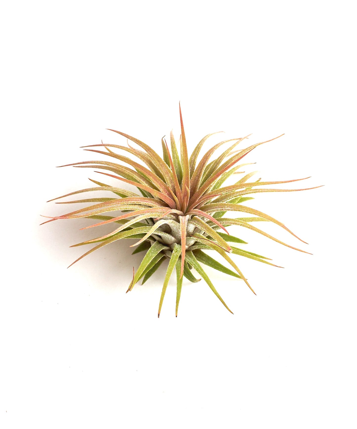 Tillandsia Ionantha Rubra