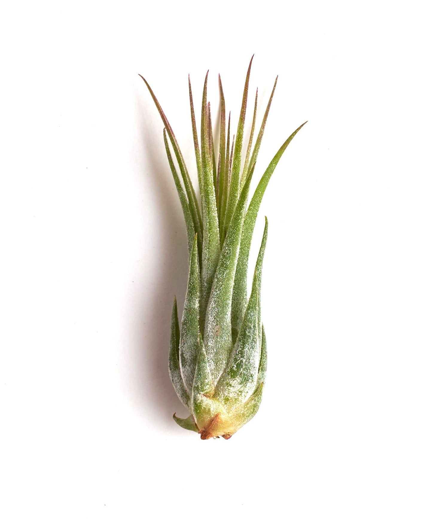 Tillandsia Ionantha Scaposa