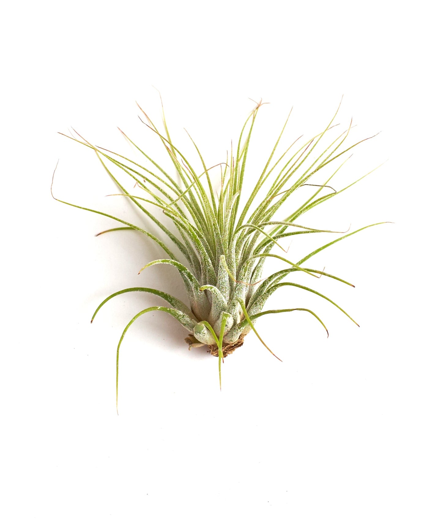 Tillandsia Ionantha v Ionantha