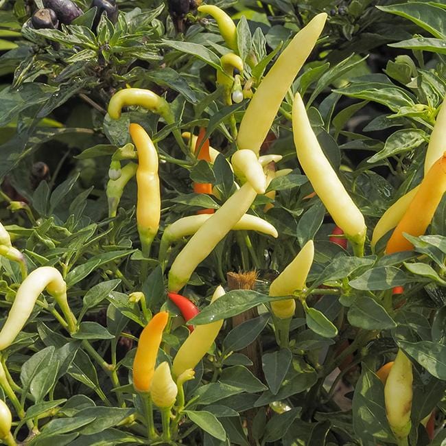 Tabasco Hot Pepper Seeds