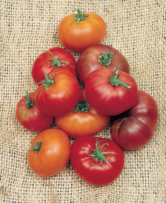 Pink Brandywine, Sudduth's Strain Tomato Seeds