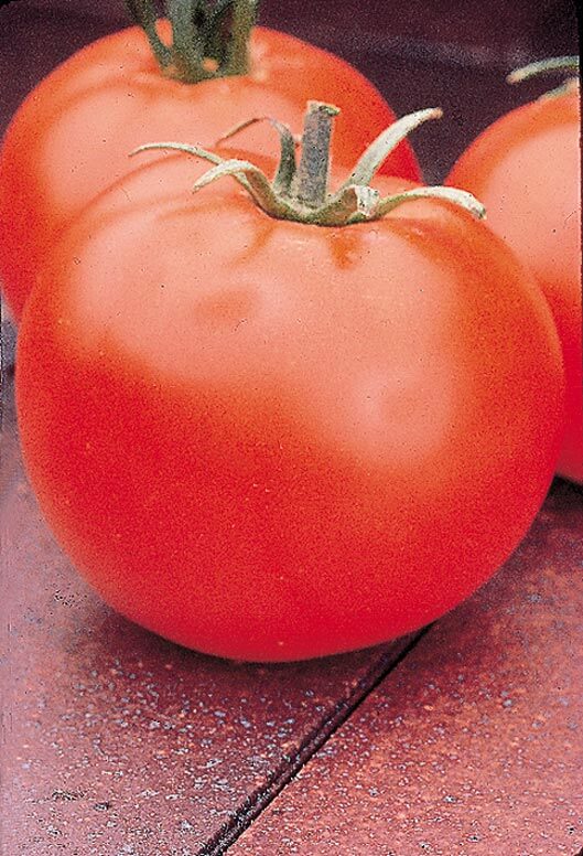 Celebrity Hybrid Tomato Seeds