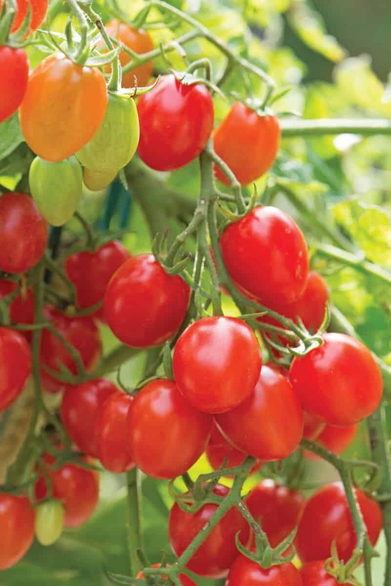 Fantastico Hybrid Tomato Seeds