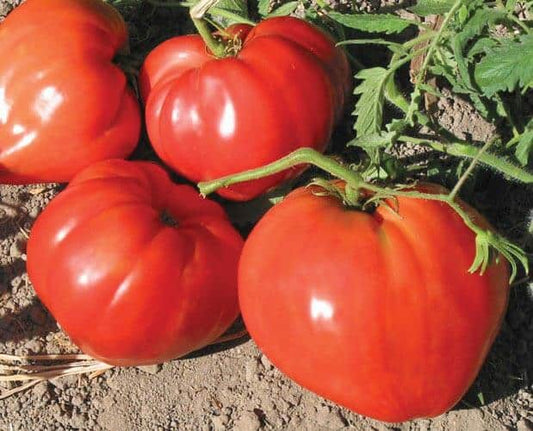 German Red Strawberry Tomato Seeds