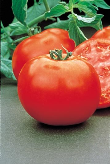 Mountain Pride Hybrid Tomato Seeds