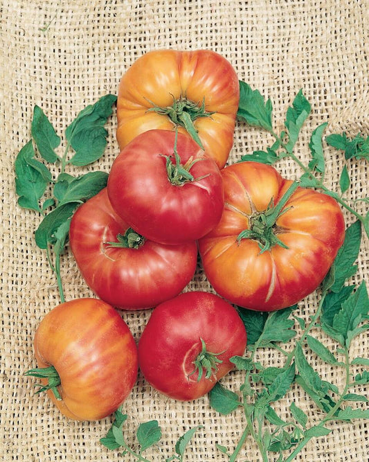 German Johnson Pink Tomato Seeds