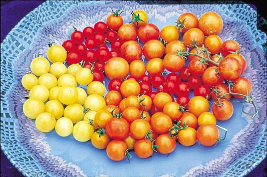 Rainbow Cherry Blend Tomato Seeds