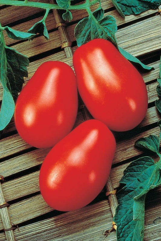 Roma Tomato Seeds