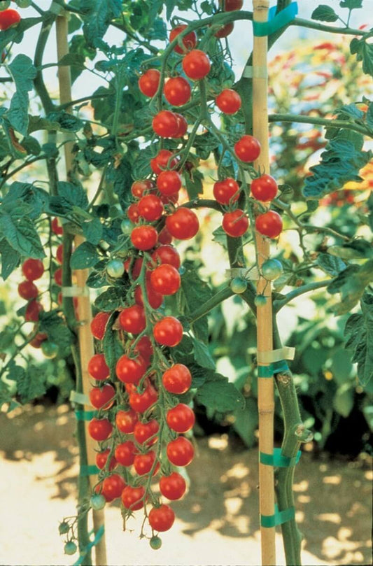 Sweet Million Hybrid Tomato Seeds