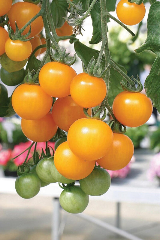 Tumbling Tom Yellow Tomato Seeds