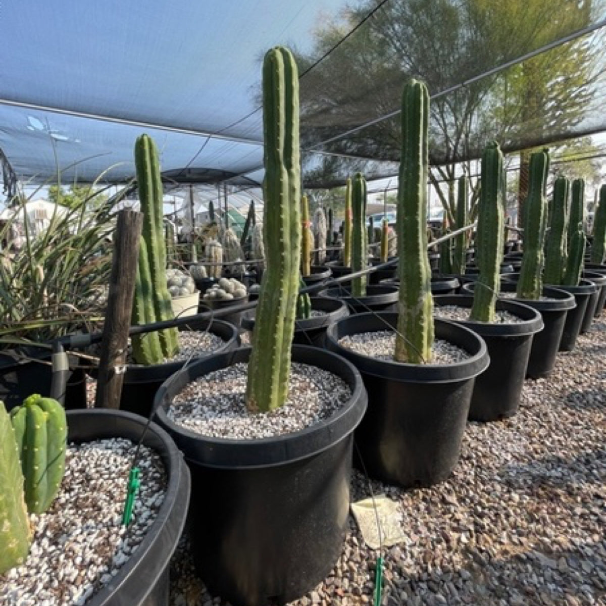 Trichocereus Pachanoi