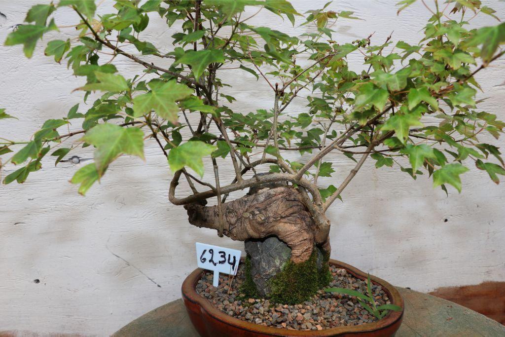 Trident Maple Root Over Rock Specimen Bonsai Tree