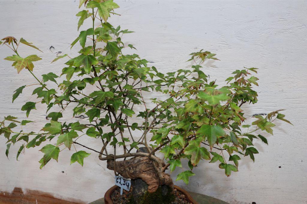 Trident Maple Root Over Rock Specimen Bonsai Tree