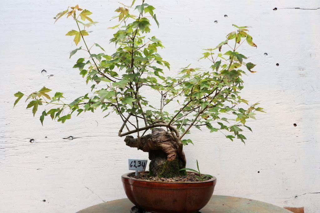 Trident Maple Root Over Rock Specimen Bonsai Tree