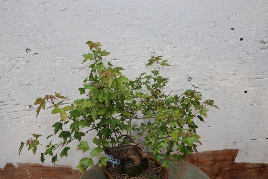 Trident Maple Root Over Rock Specimen Bonsai Tree