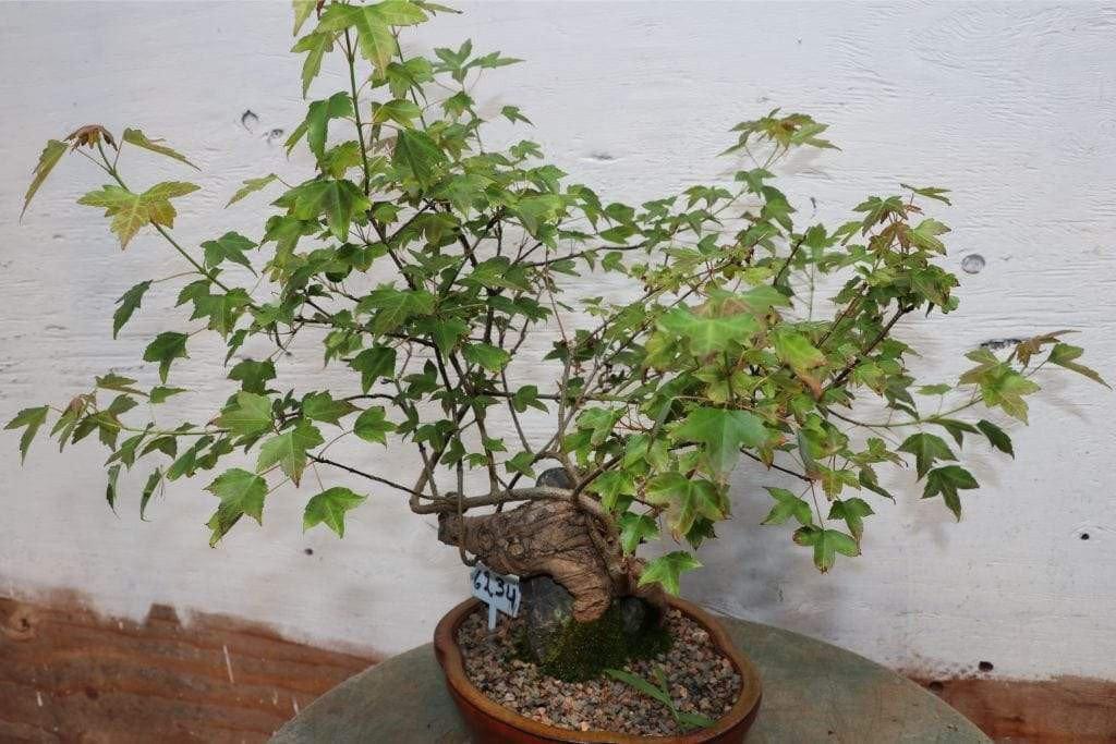 Trident Maple Root Over Rock Specimen Bonsai Tree