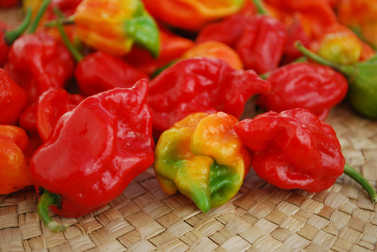 Trinidad Moruga Scorpion Hot Pepper Seeds