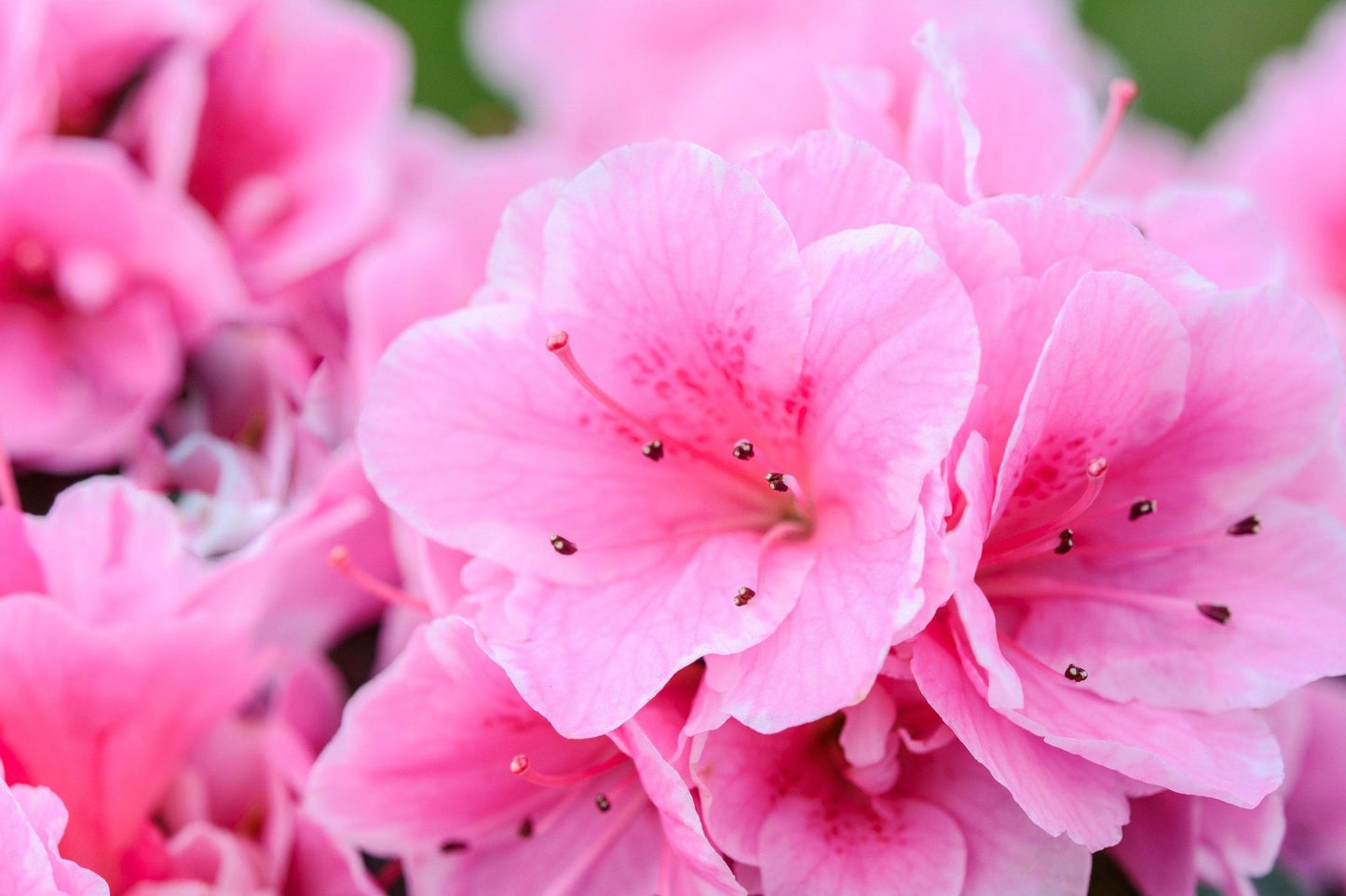 Tropical Azalea Bonsai Tree - Pink