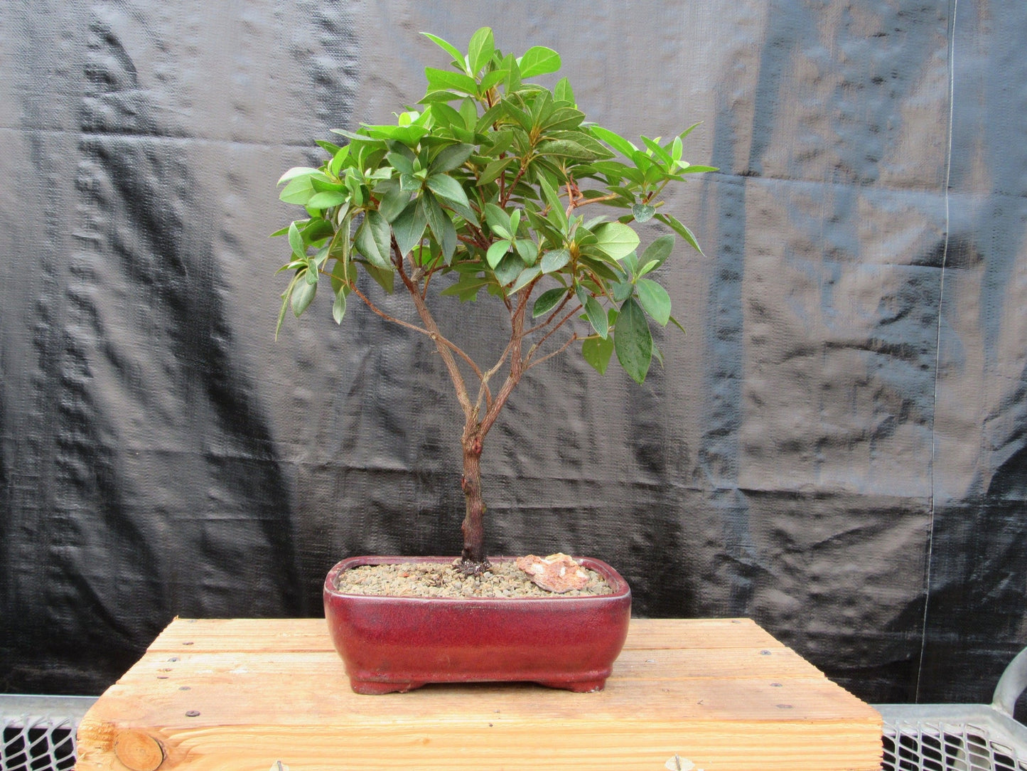 Tropical Azalea Bonsai Tree - Pink