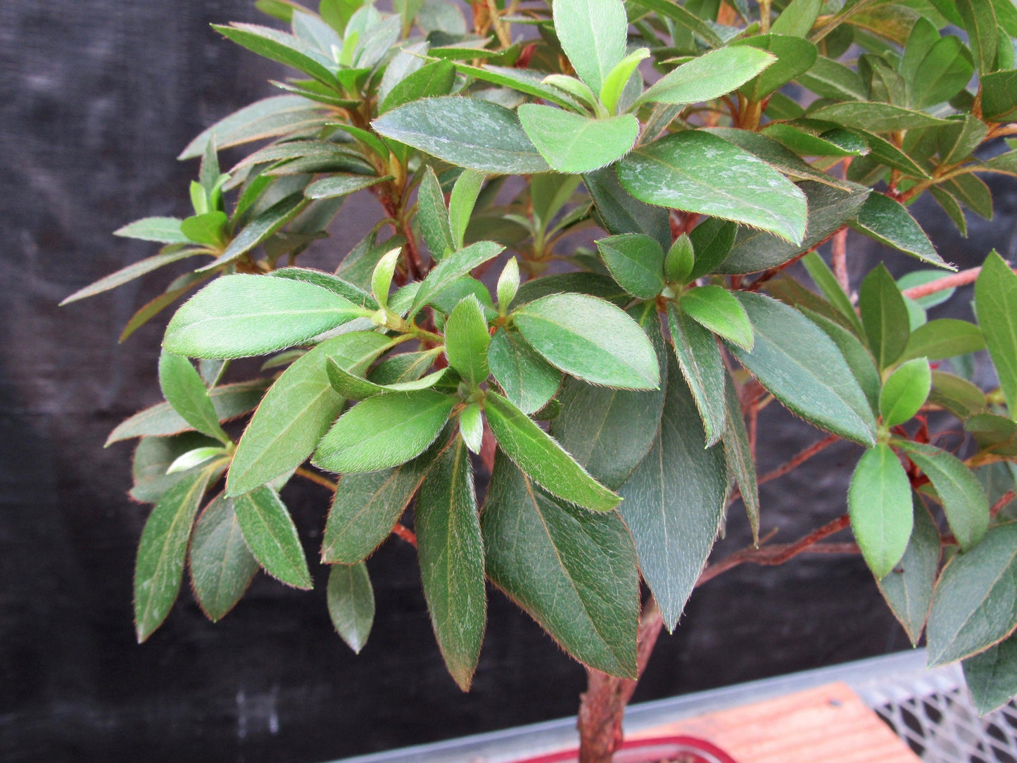 Tropical Azalea Bonsai Tree - Pink