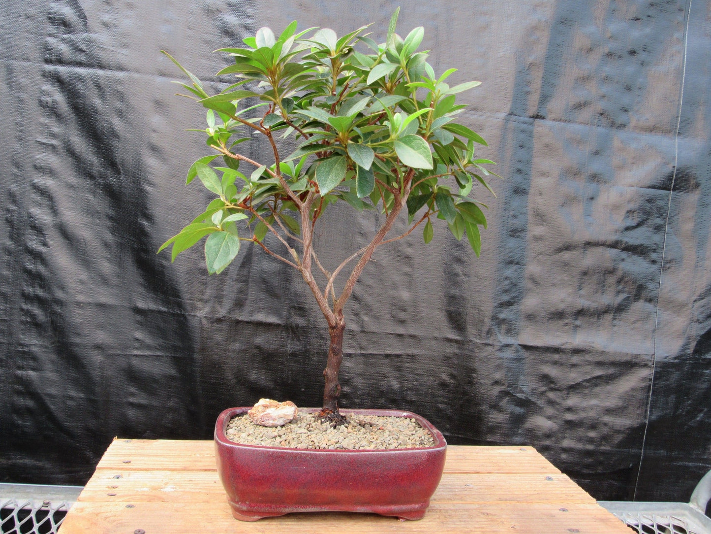 Tropical Azalea Bonsai Tree - Pink