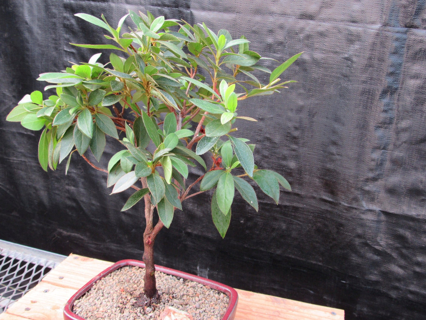 Tropical Azalea Bonsai Tree - Pink