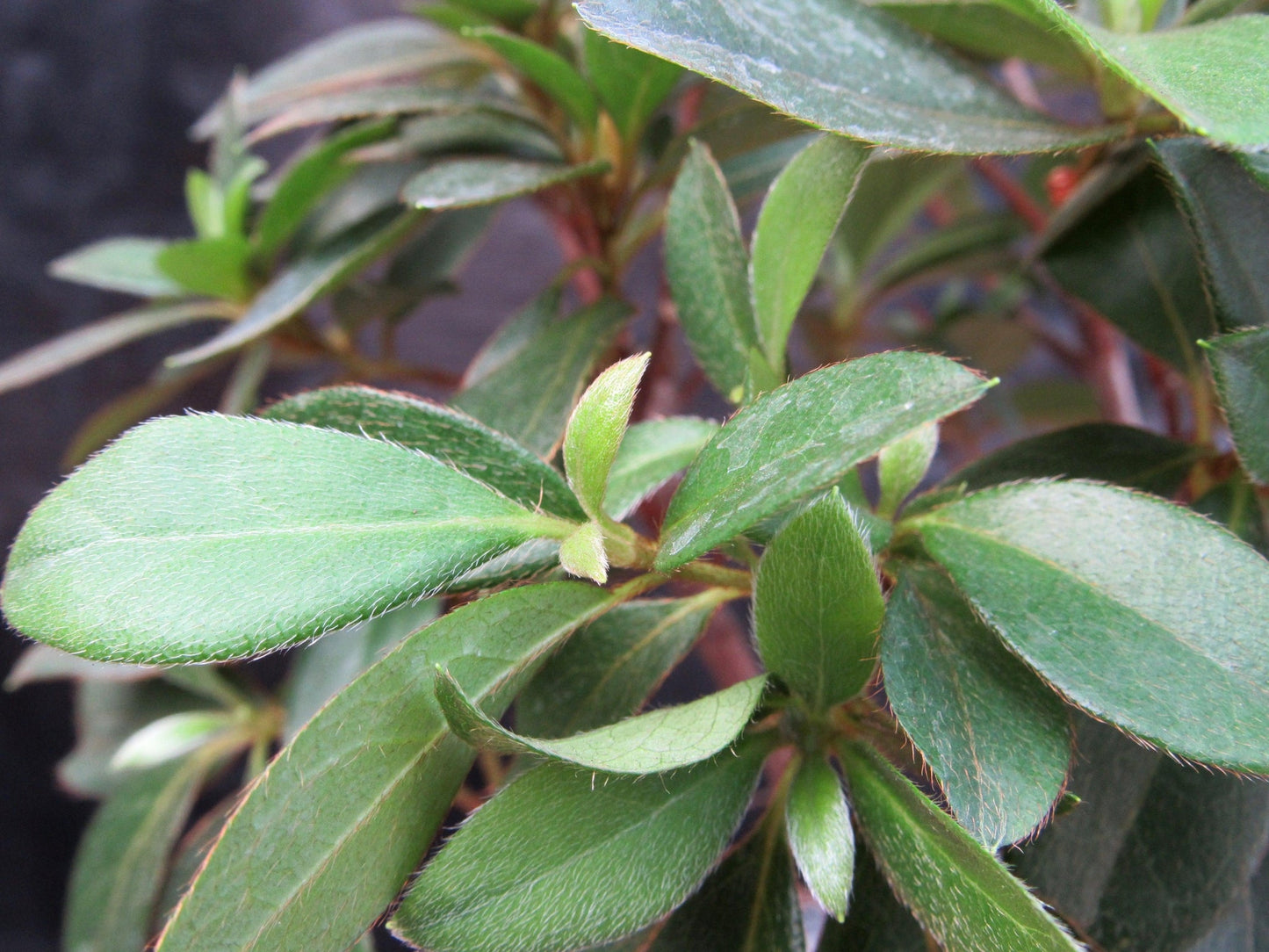 Tropical Azalea Bonsai Tree - Pink