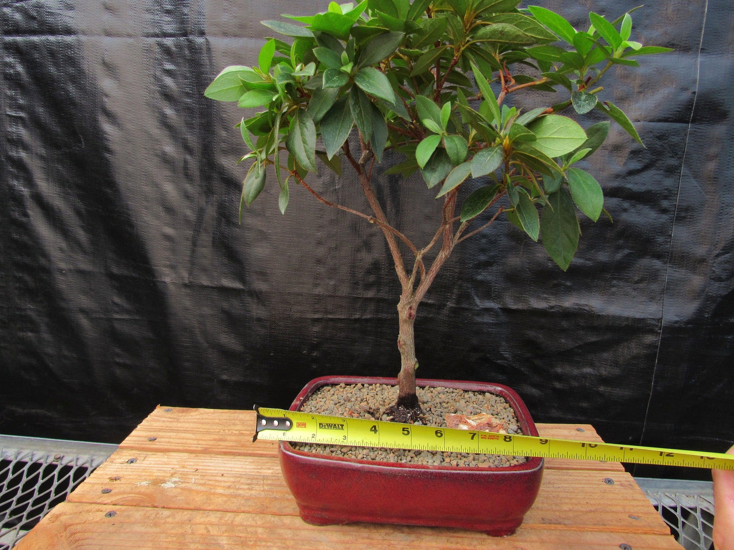 Tropical Azalea Bonsai Tree - Pink