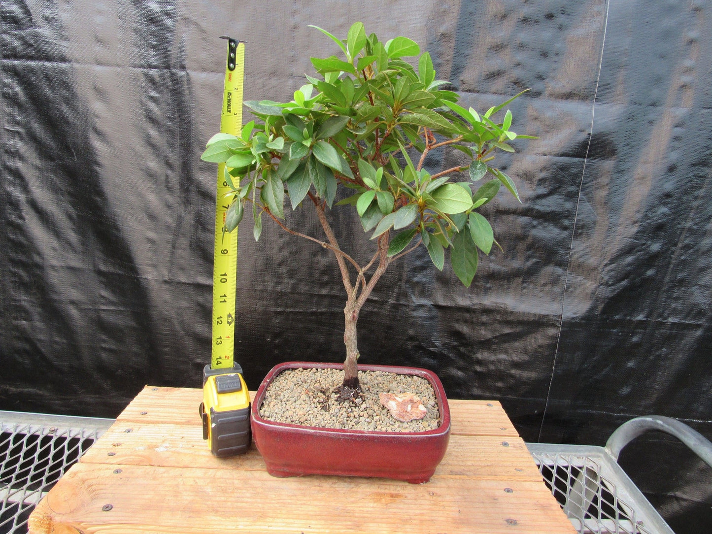 Tropical Azalea Bonsai Tree - Pink