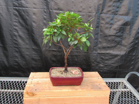 Tropical Azalea Bonsai Tree - Pink