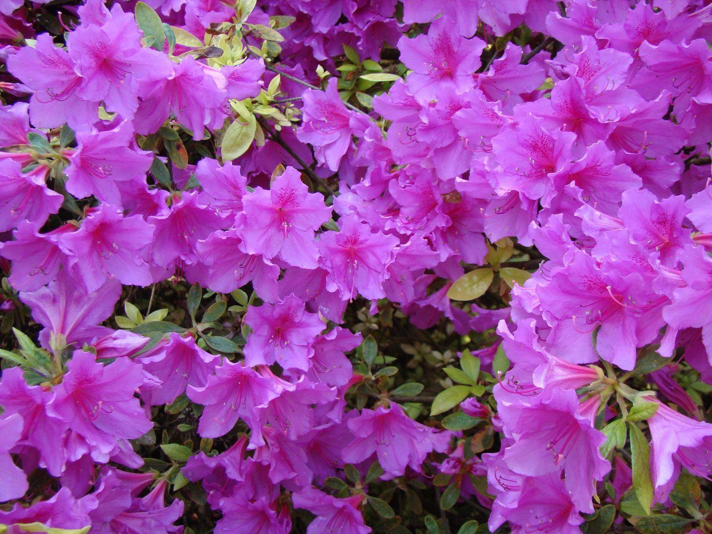 Purple Tropical Azalea Bonsai Tree