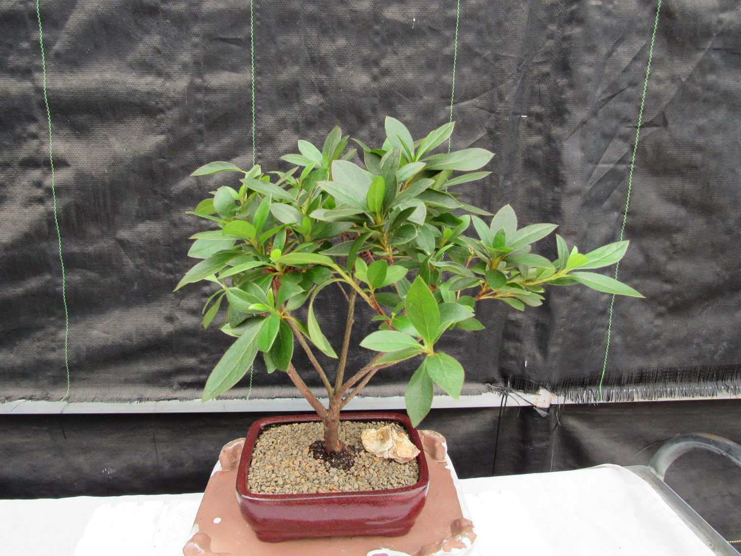 Purple Tropical Azalea Bonsai Tree