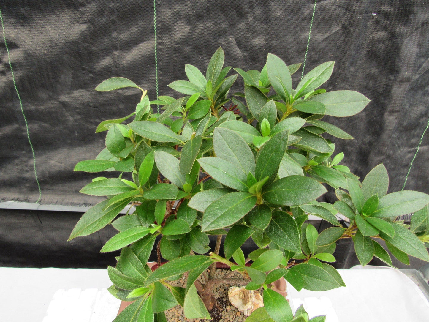 Purple Tropical Azalea Bonsai Tree