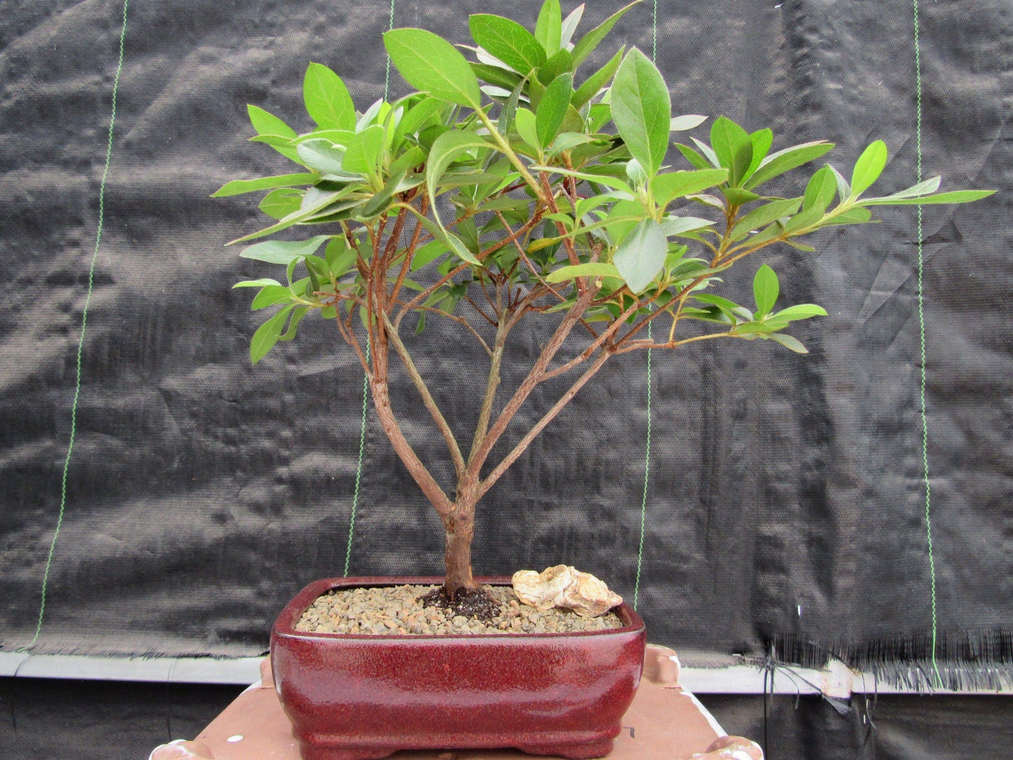 Purple Tropical Azalea Bonsai Tree